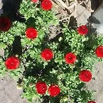 金狮住宿加早餐旅馆 2*