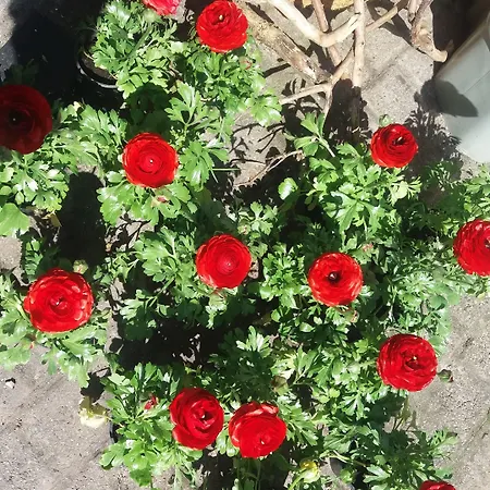 Golden Lion Bouillon