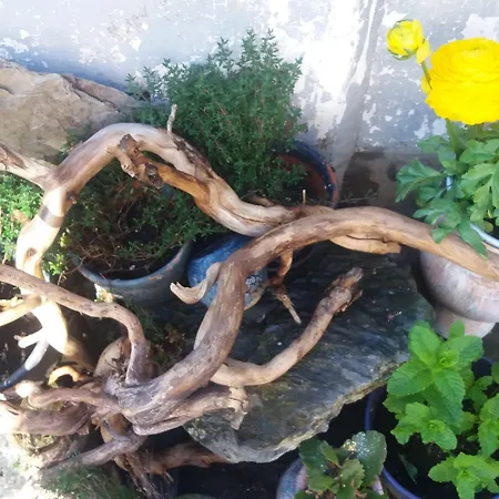 Golden Lion Bouillon