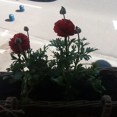 Golden Lion Bed and Breakfast