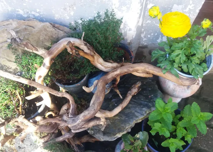 Golden Lion Бульон